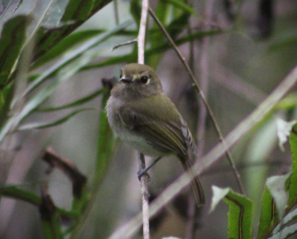 Drab-breasted Pygmy-Tyrant - ML635270431