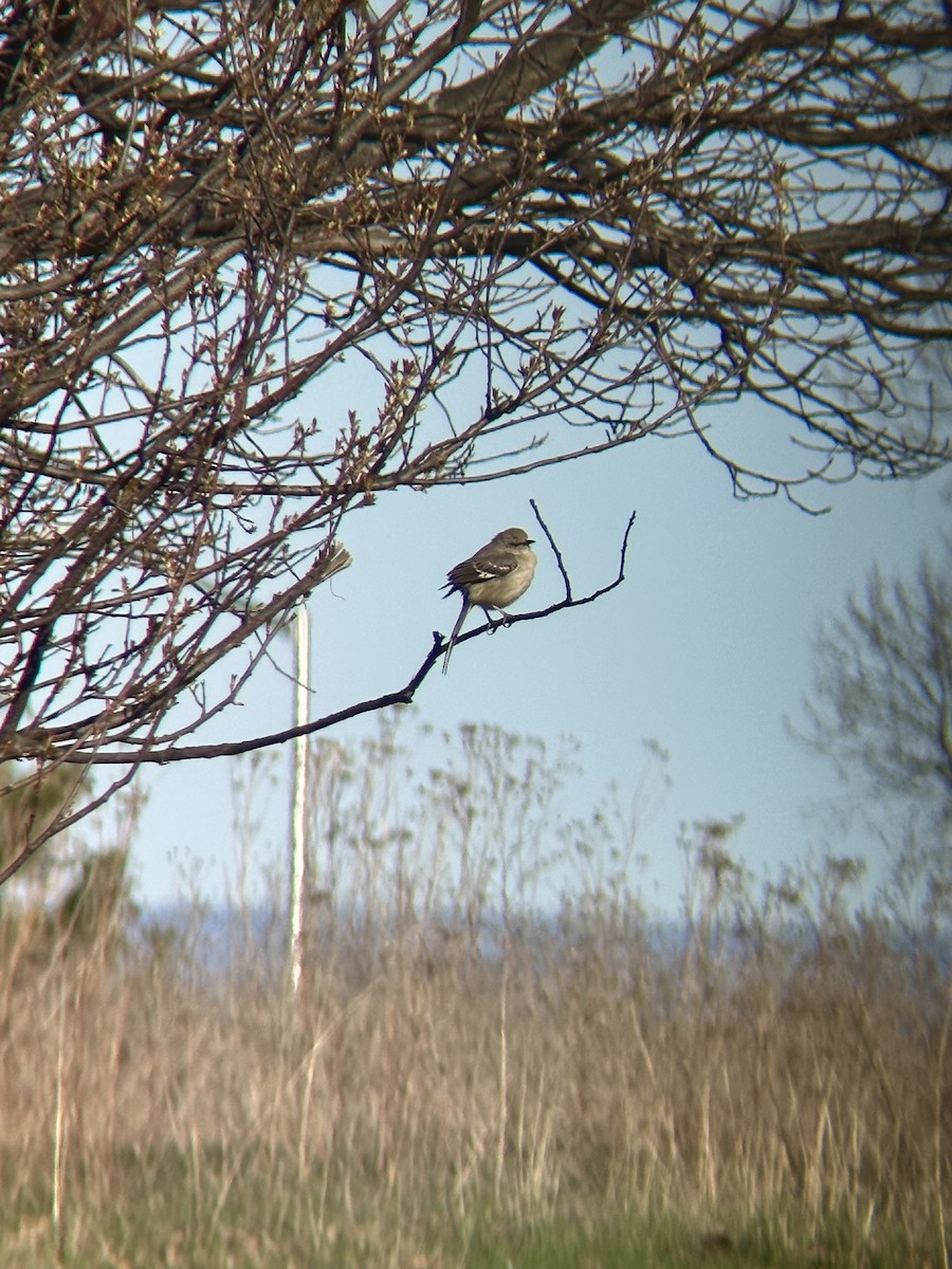 Northern Mockingbird - ML635270448