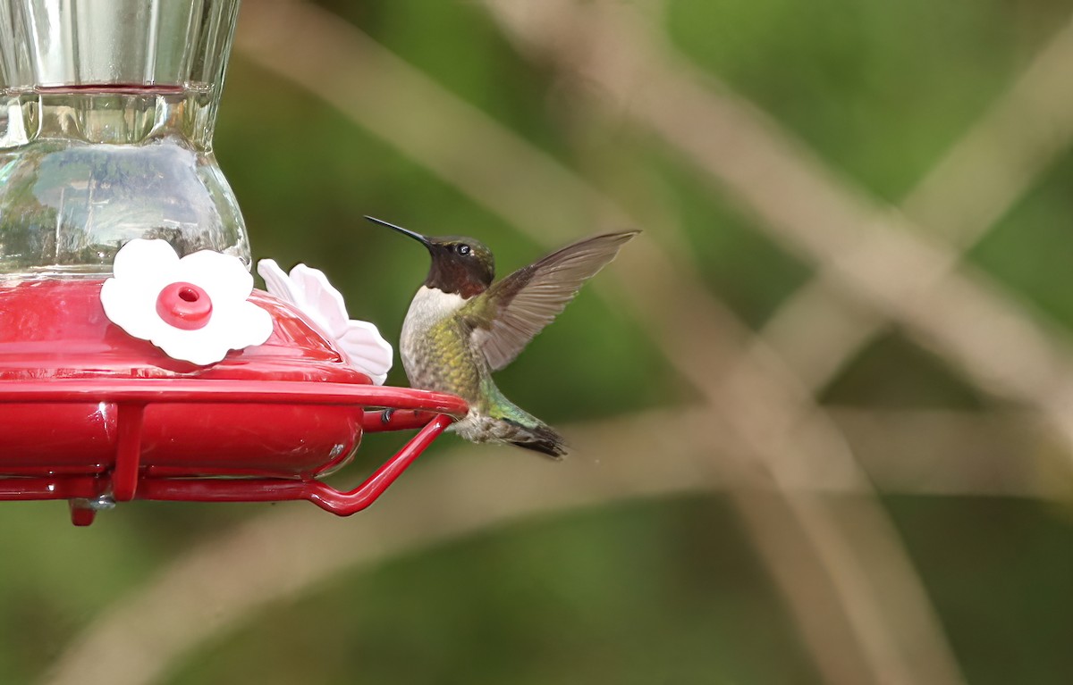 Ruby-throated Hummingbird - ML635270453