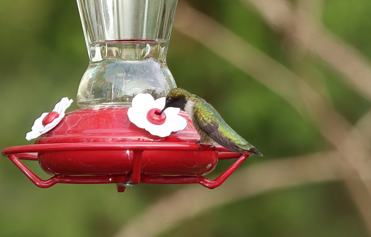 Ruby-throated Hummingbird - ML635270454