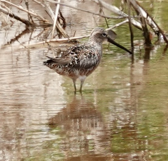 Long-billed Dowitcher - ML635270604