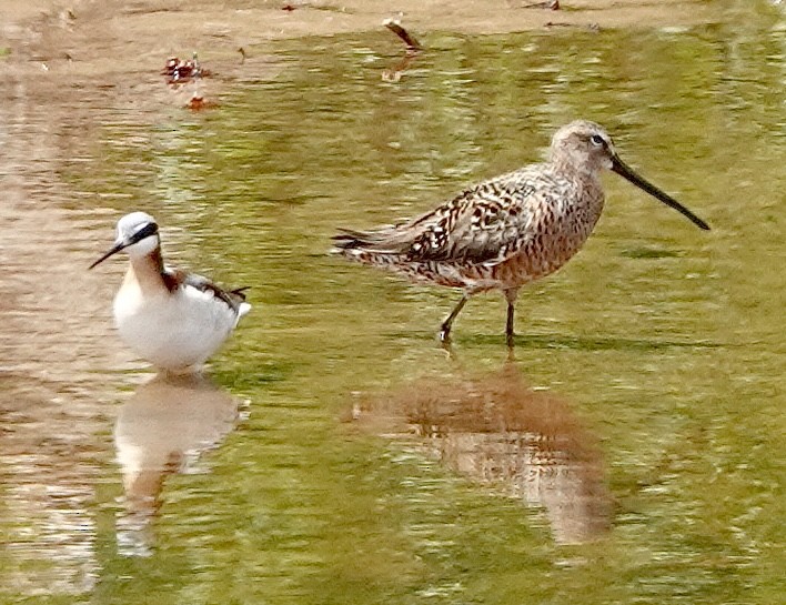 Long-billed Dowitcher - ML635270606