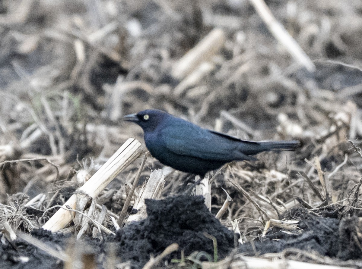 Brewer's Blackbird - ML635270666