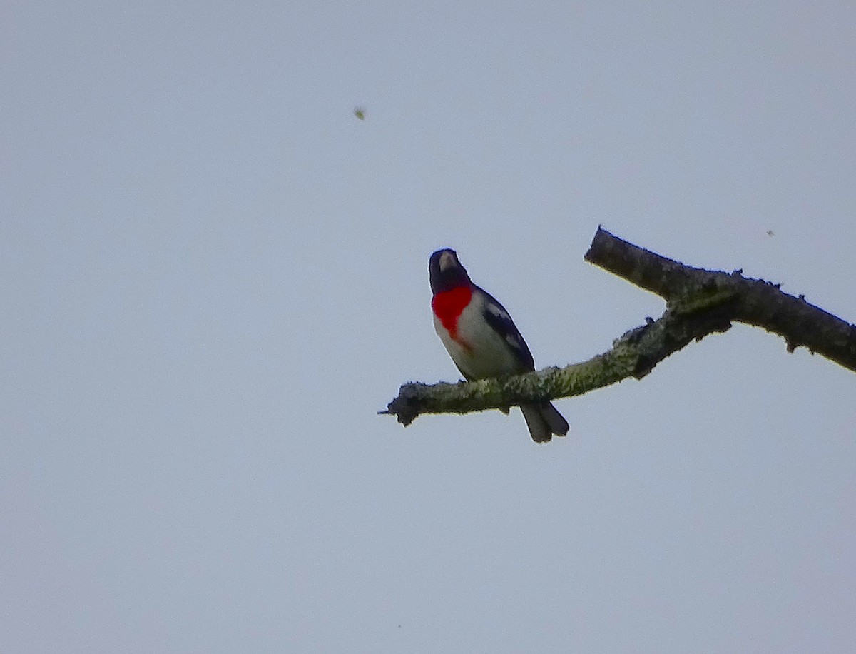 Rose-breasted Grosbeak - ML635270670