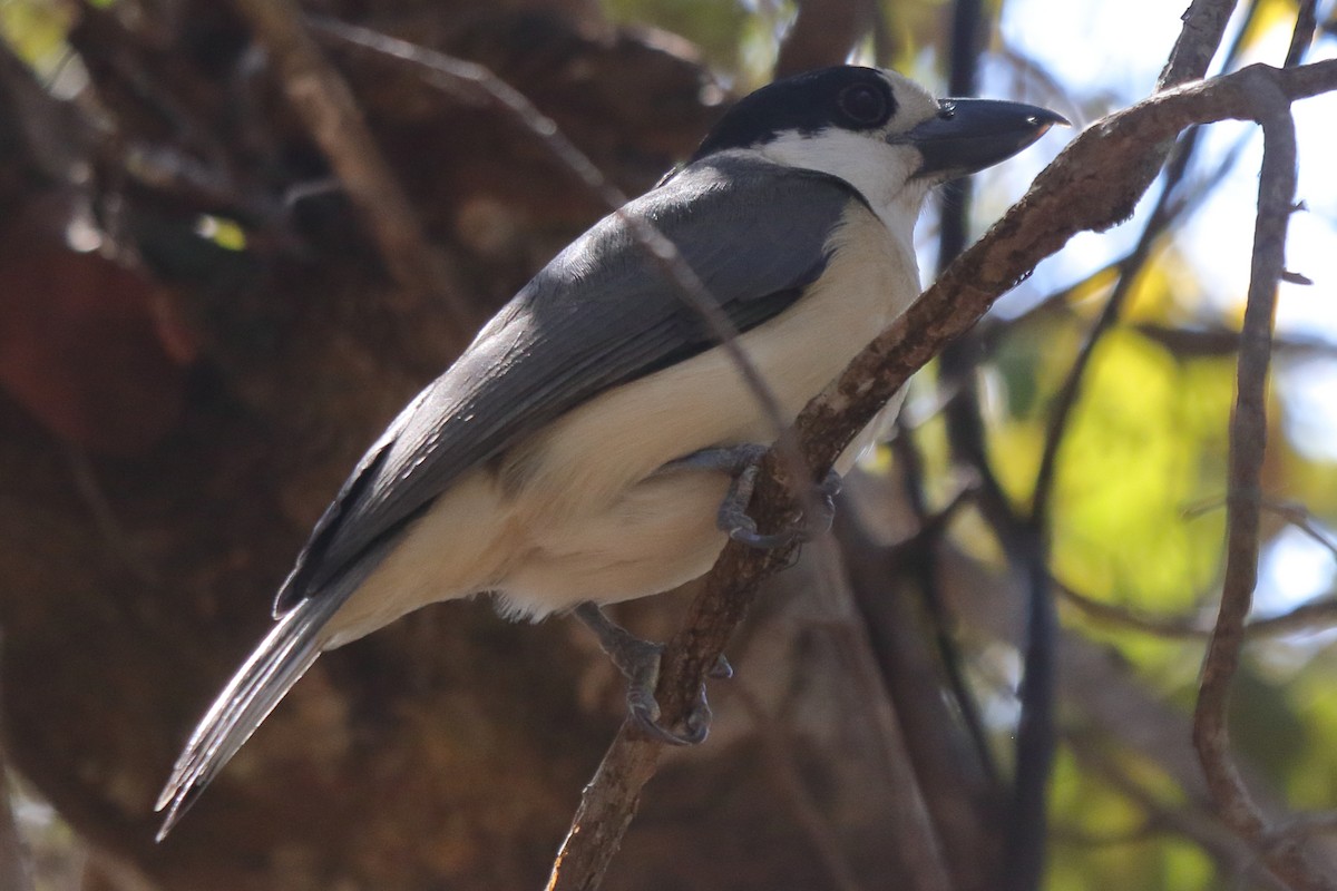 Van Dam's Vanga - ML635270684