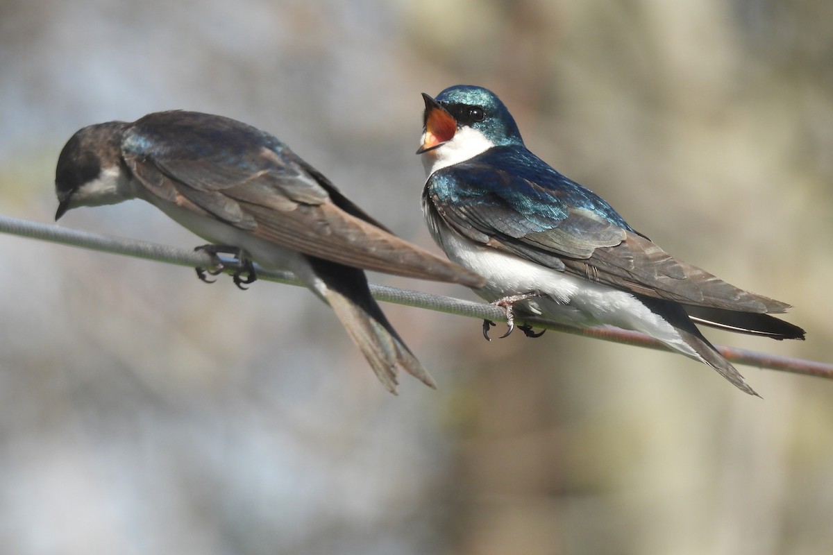 Tree Swallow - ML635270824
