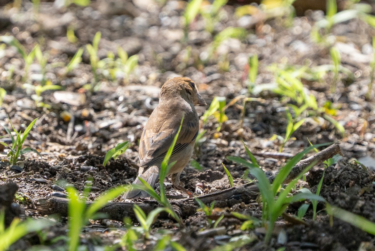 Indigo Bunting - ML635270915
