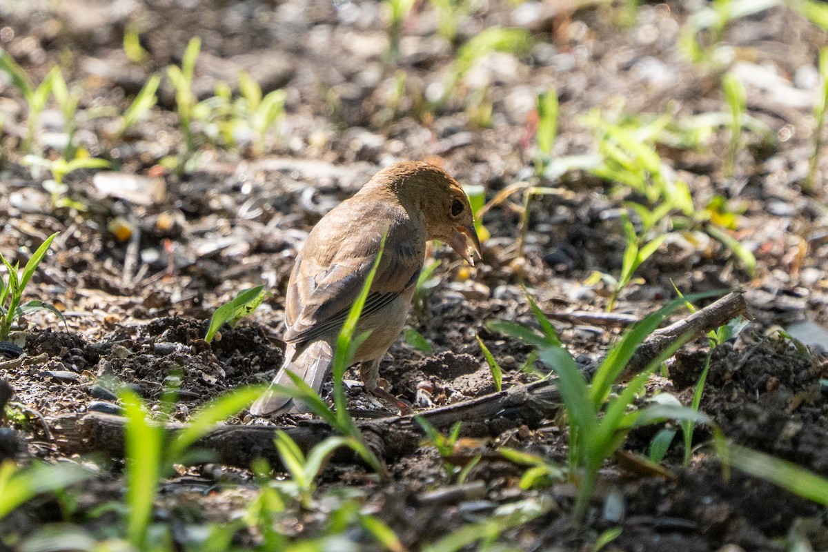 Indigo Bunting - ML635270916