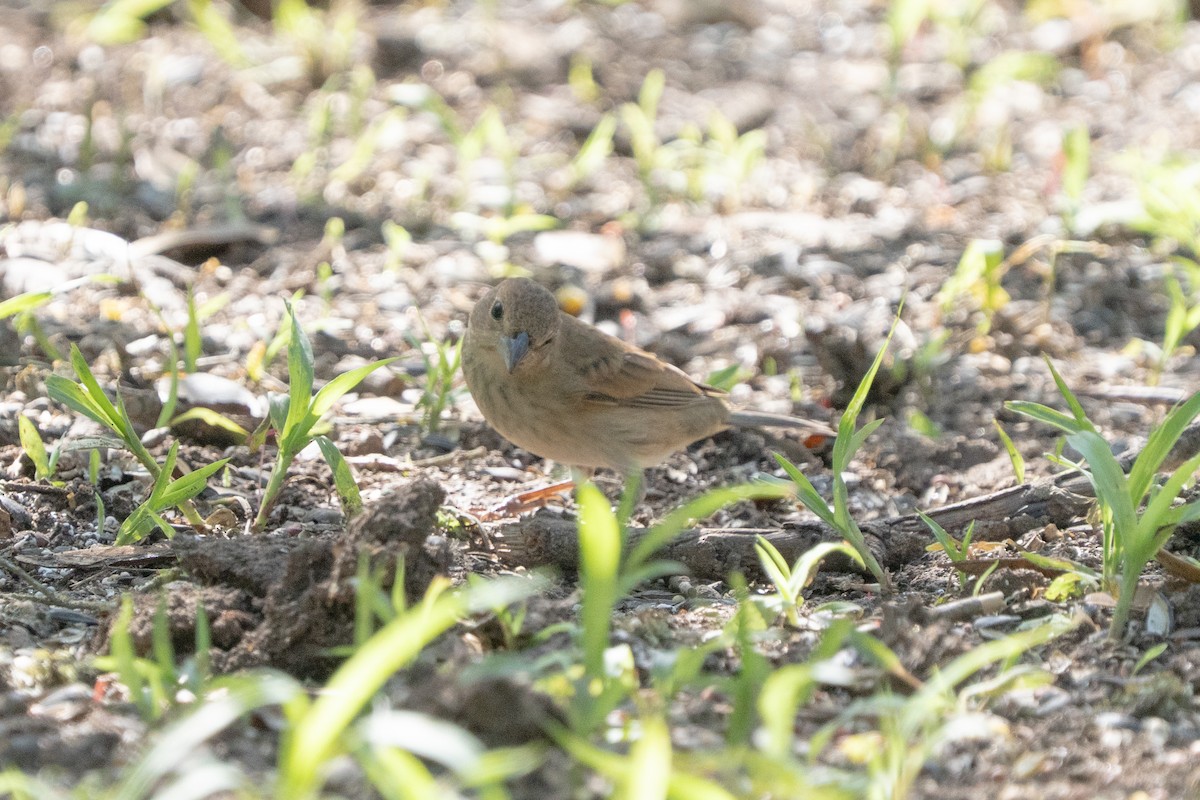 Indigo Bunting - ML635270917