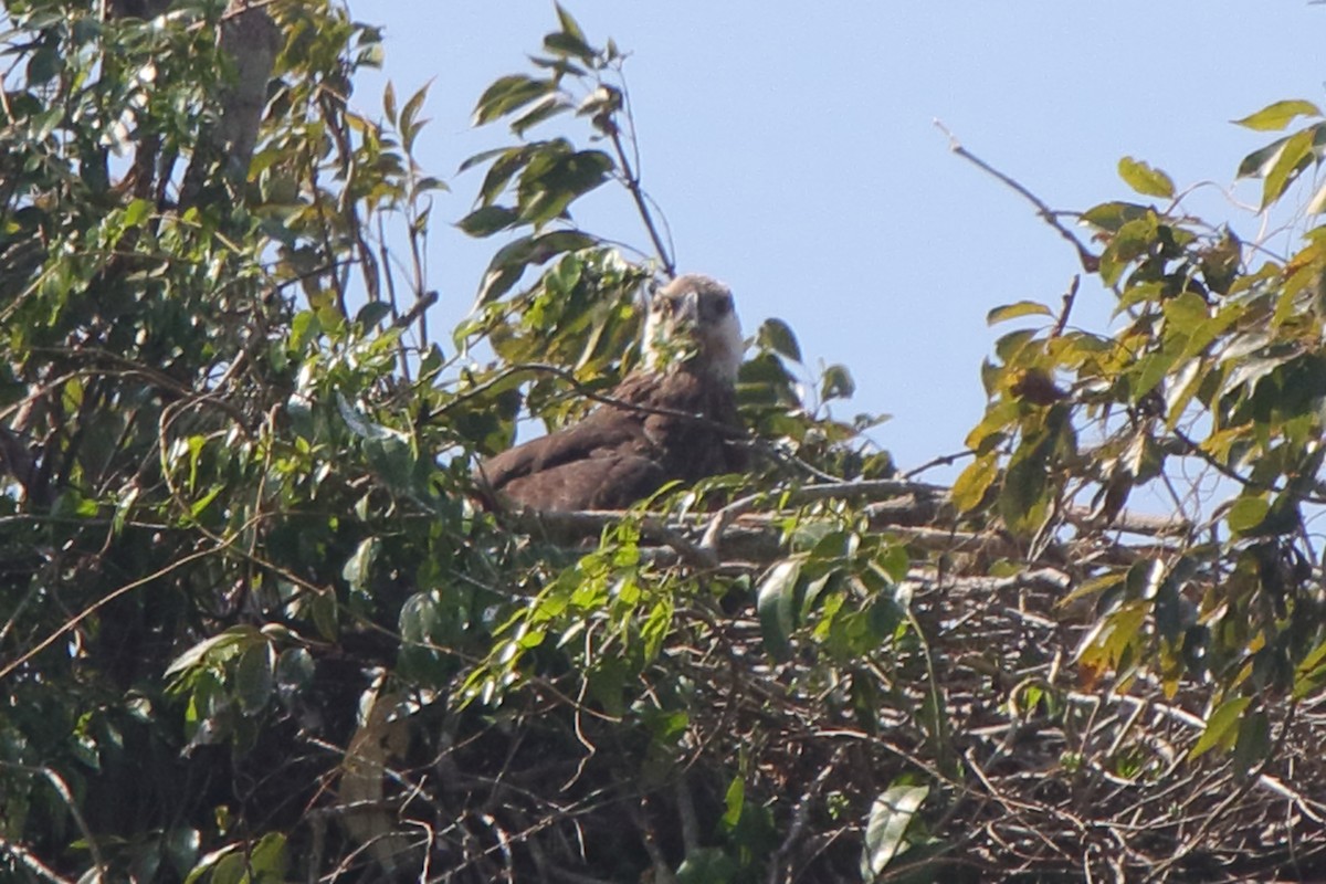Madagascar Fish-Eagle - ML635270925