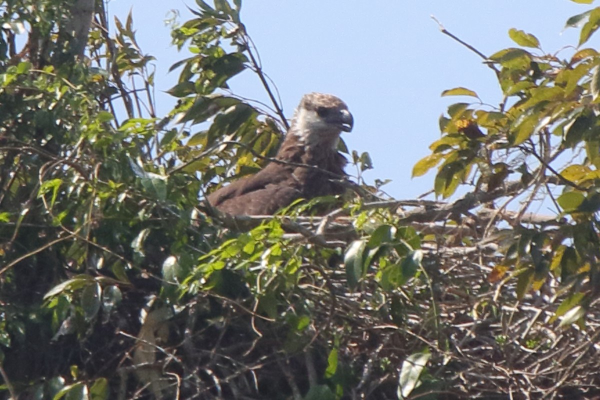 Madagascar Fish-Eagle - ML635270928