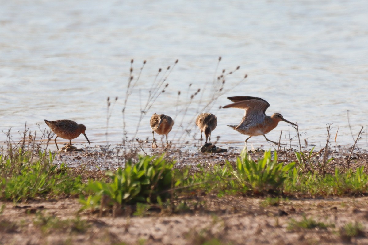 Short-billed Dowitcher - ML635271071