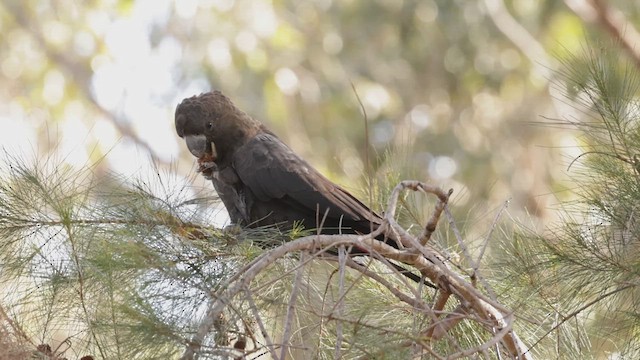 Parlak Siyah Kakadu - ML635271116