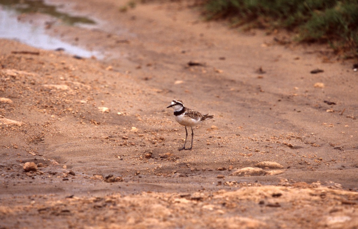Madagascar Plover - ML635271131