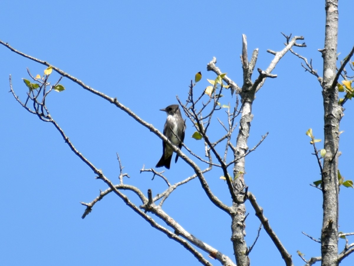 Olive-sided Flycatcher - ML635271197