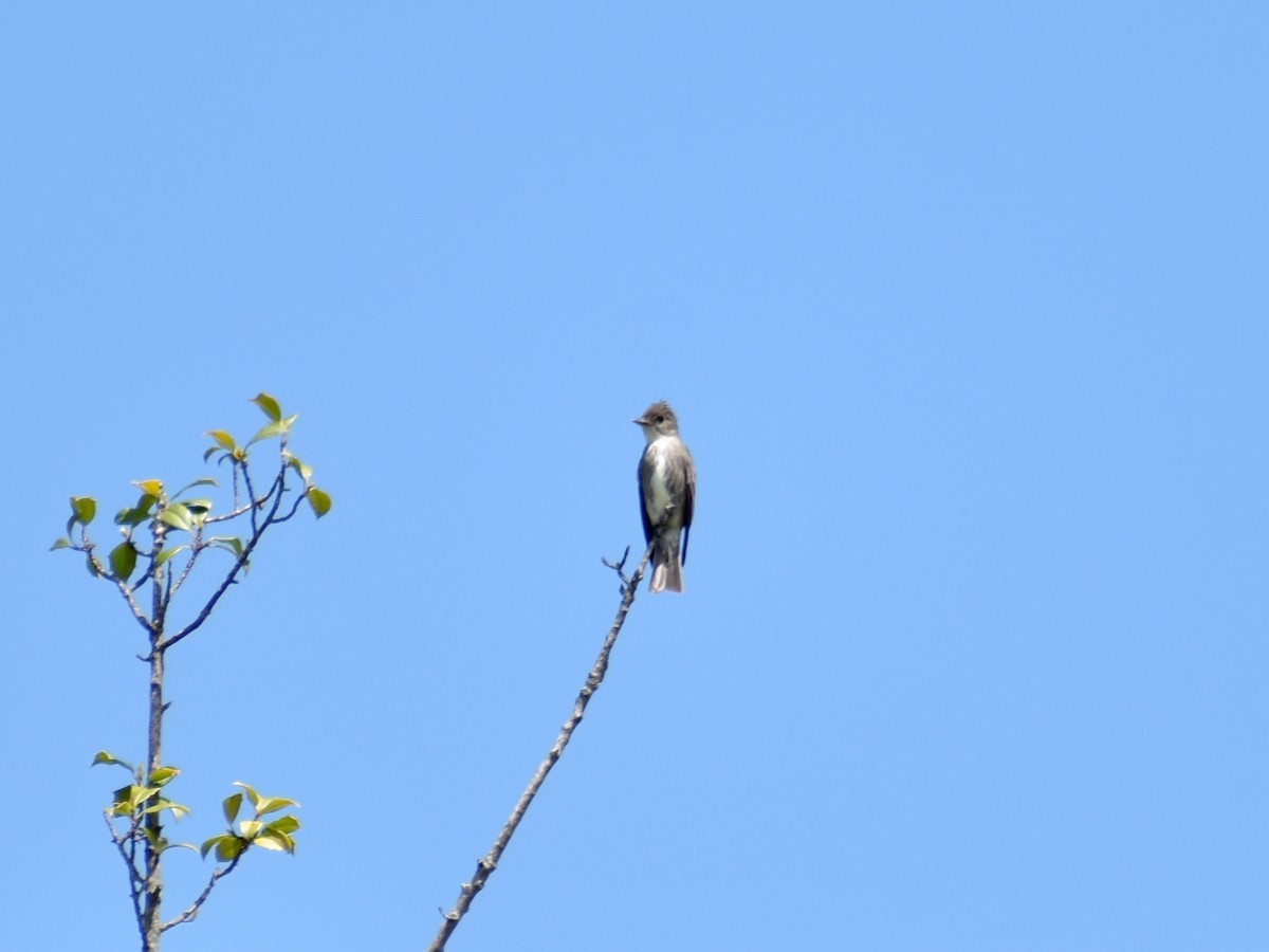Olive-sided Flycatcher - ML635271206
