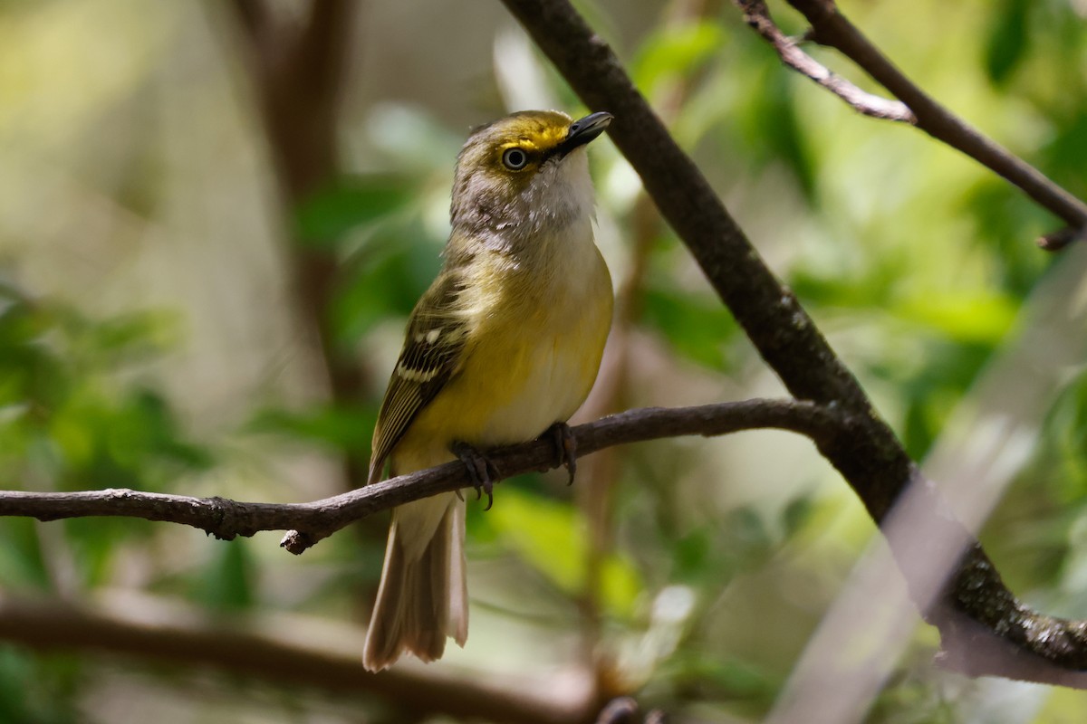 Ak Gözlü Vireo - ML635271211