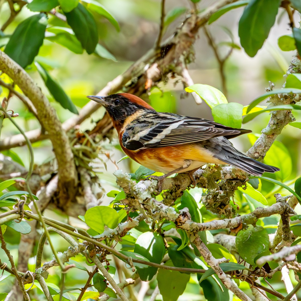 Bay-breasted Warbler - ML635271228