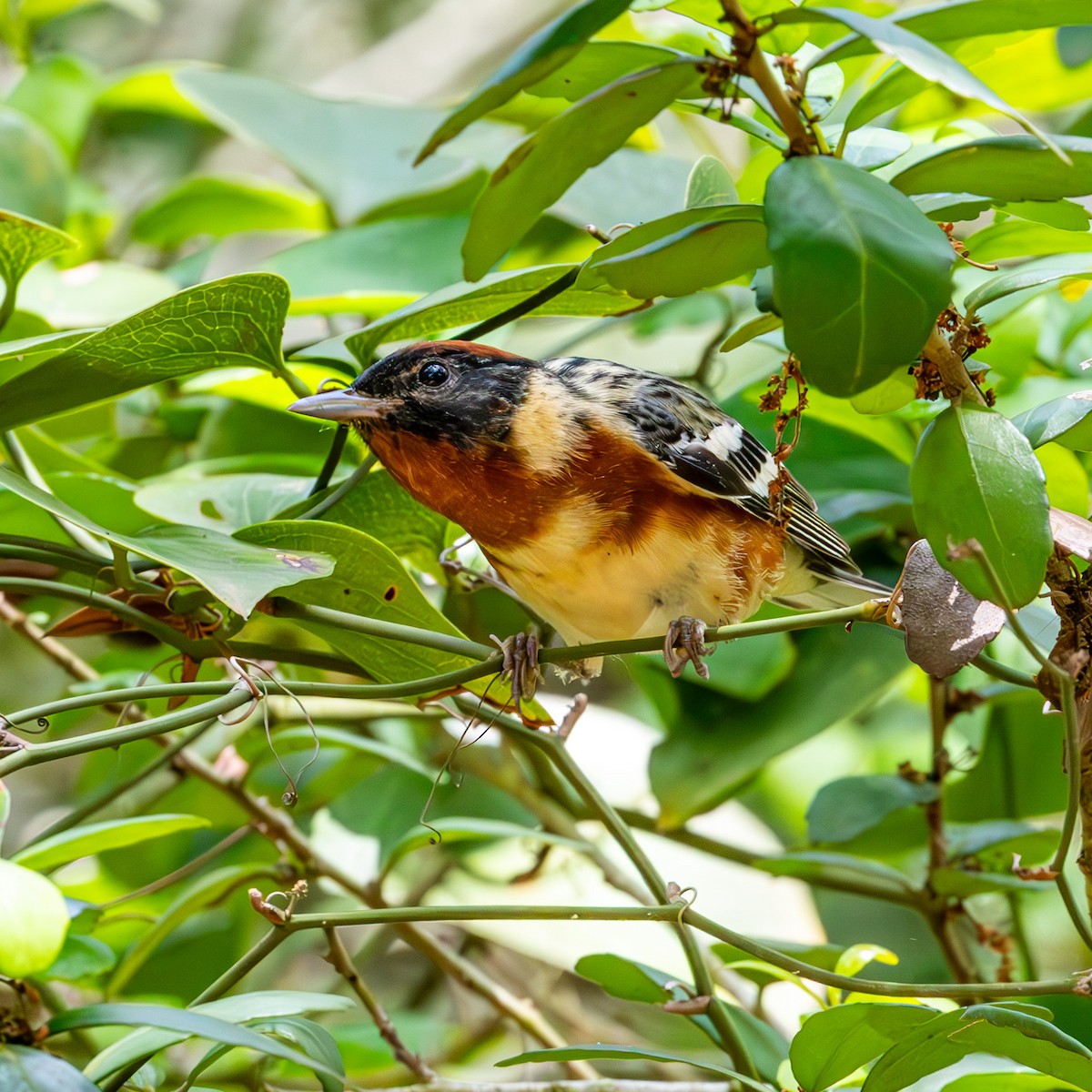Bay-breasted Warbler - ML635271229