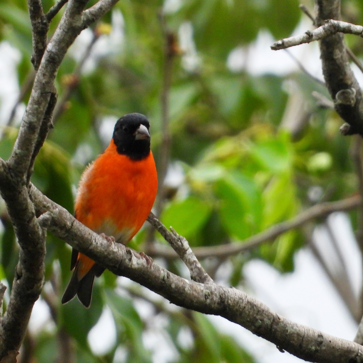 Red Siskin - ML635271314