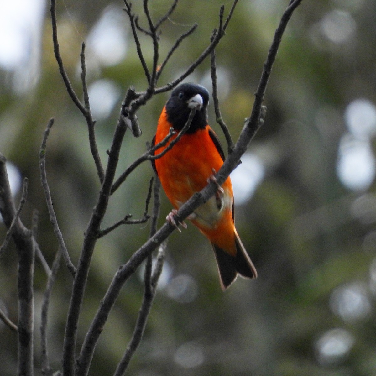 Red Siskin - ML635271317
