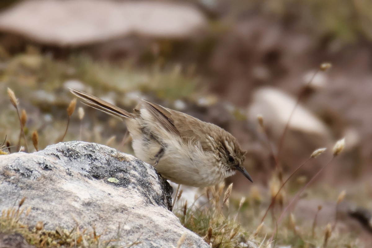 Streak-throated Canastero - ML635271338