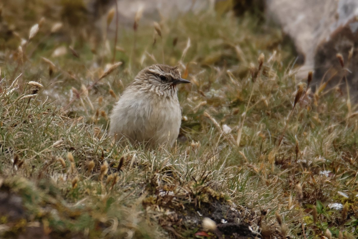Streak-throated Canastero - ML635271339