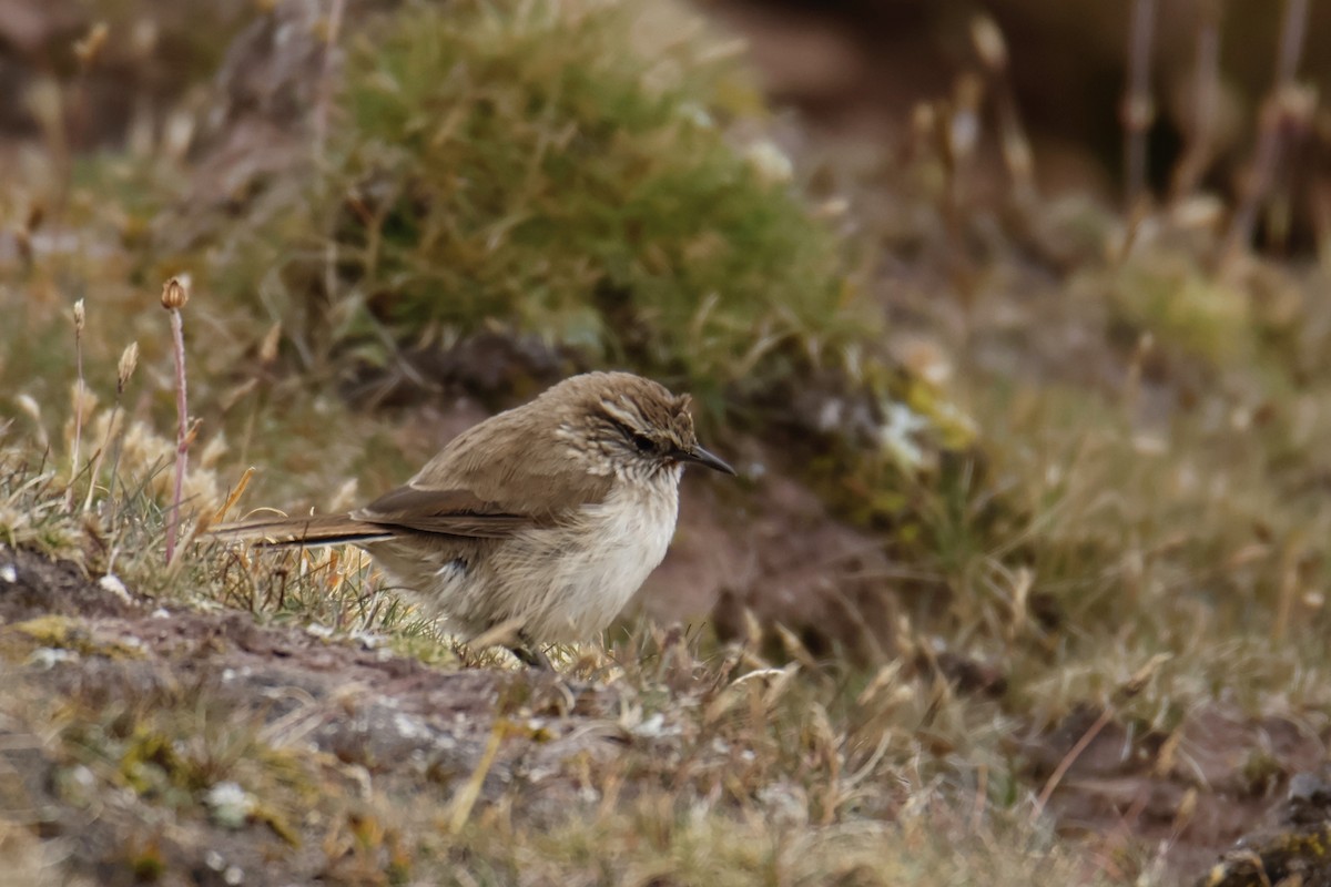 Streak-throated Canastero - ML635271340