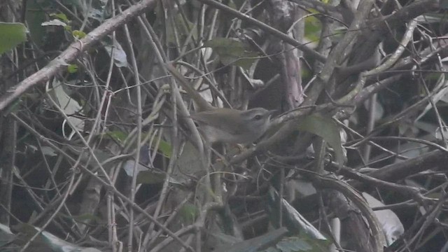Golden-crowned Warbler - ML635271393
