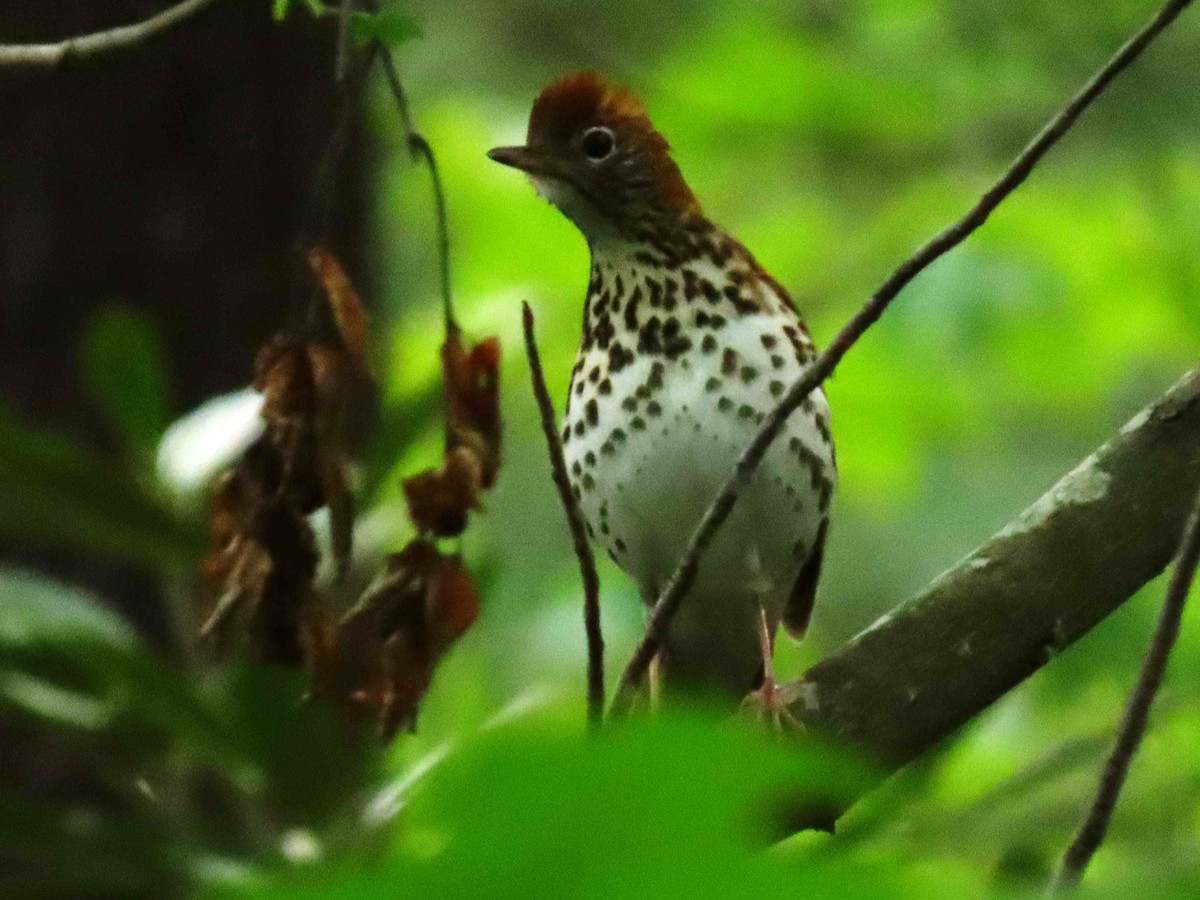 Wood Thrush - ML635271399