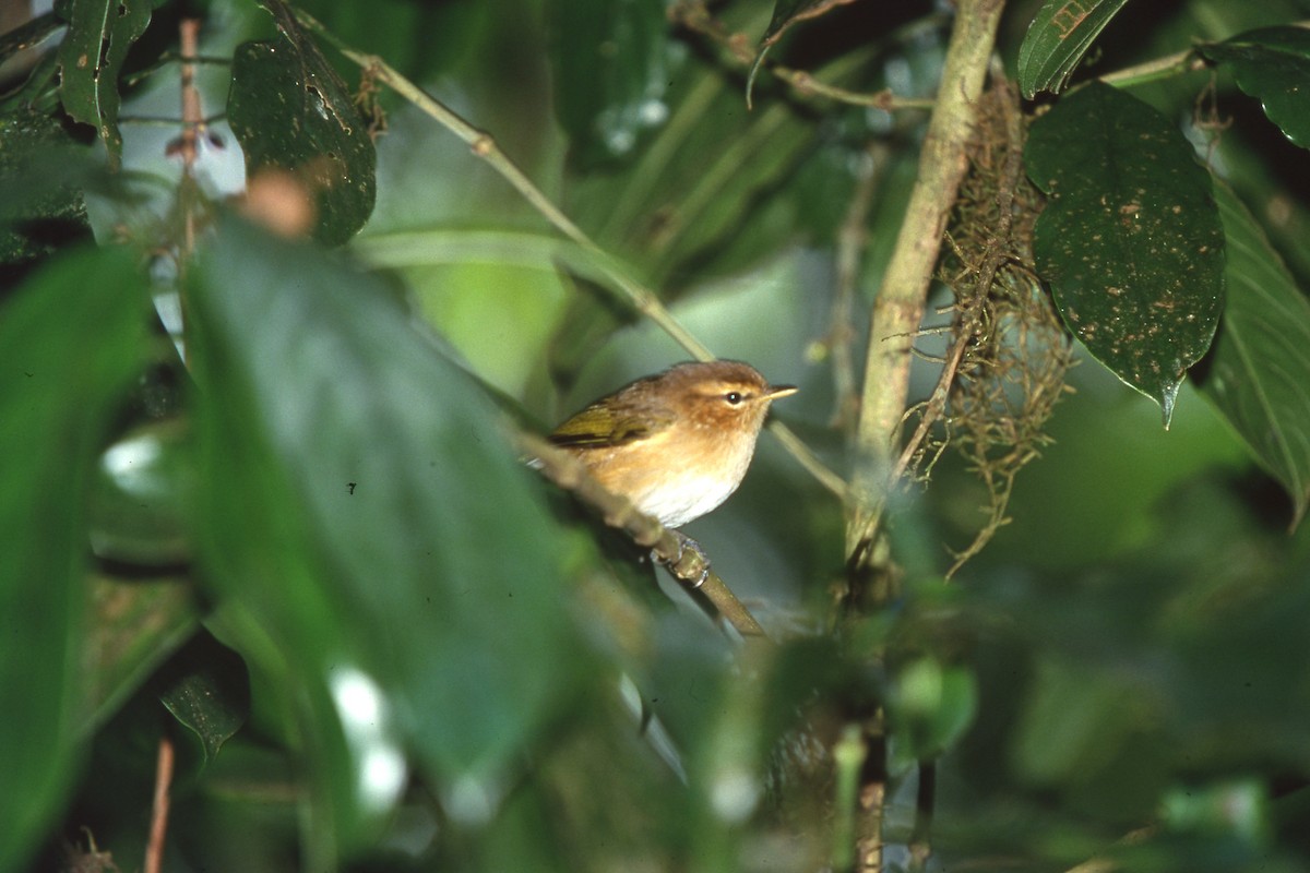 Brown Woodland-Warbler - ML635271400