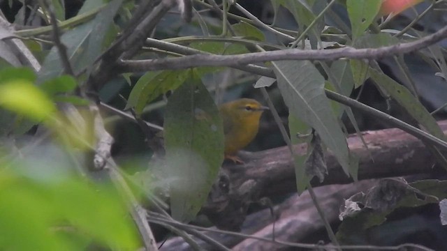 Flavescent Warbler - ML635271404