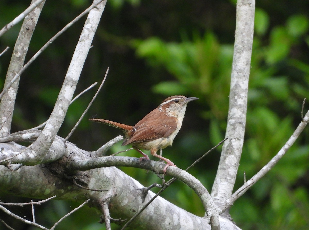 Carolina Wren - ML635271413