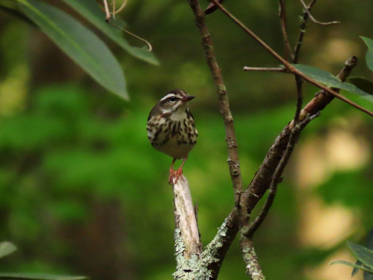 Louisiana Waterthrush - ML635271440