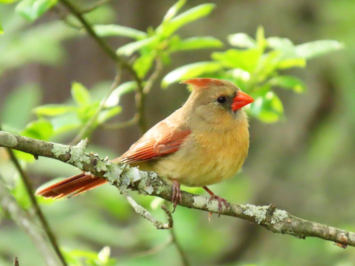 Northern Cardinal - ML635271458