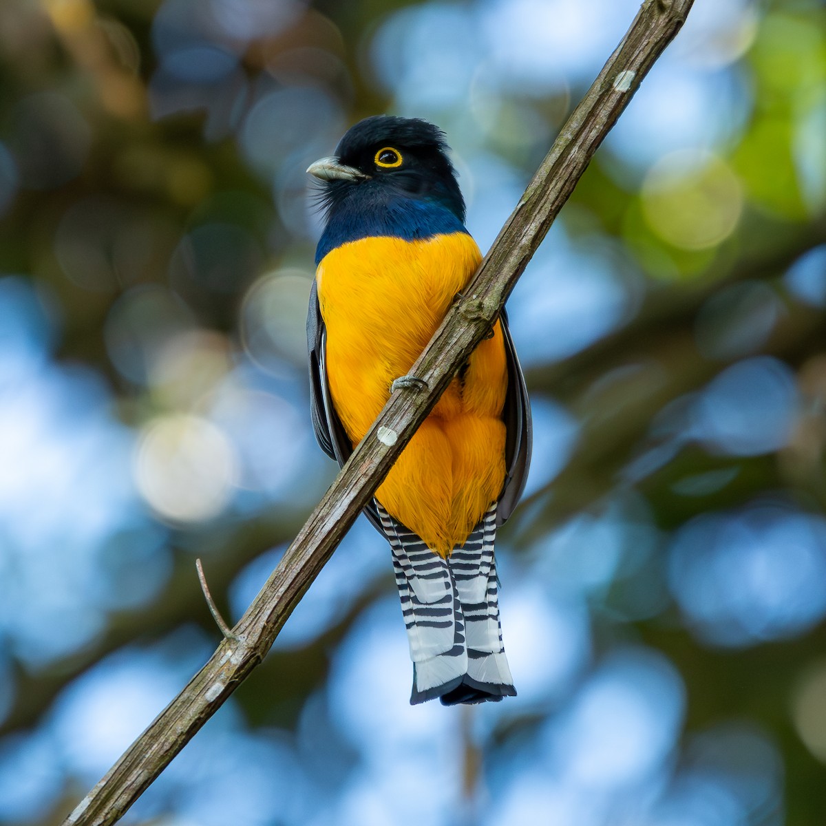 Gartered Trogon - ML635271511