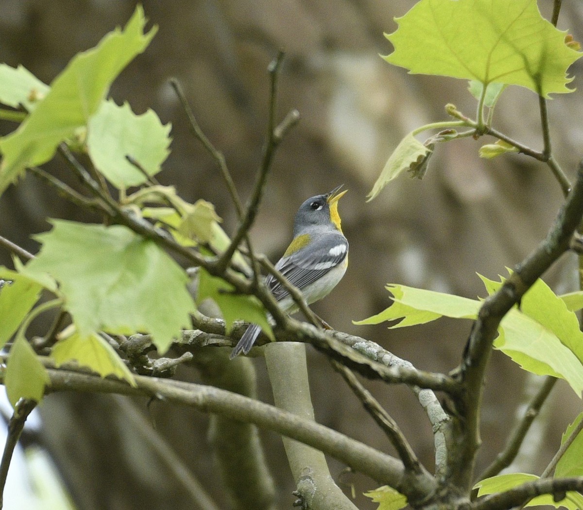 Northern Parula - ML635271583