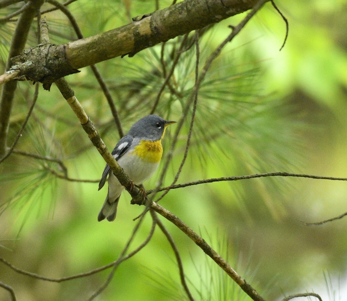 Northern Parula - ML635271585
