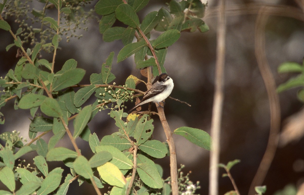 White-naped Xenopsaris - ML635271598