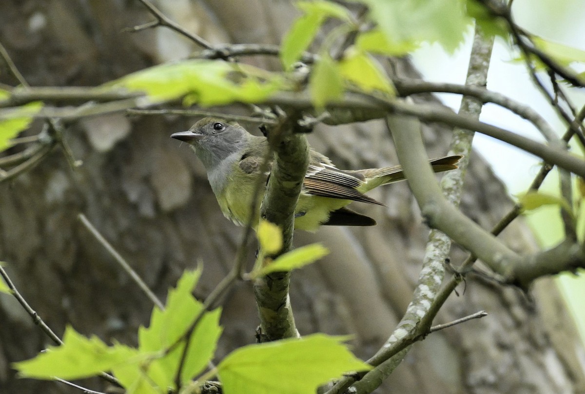 Great Crested Flycatcher - ML635271649