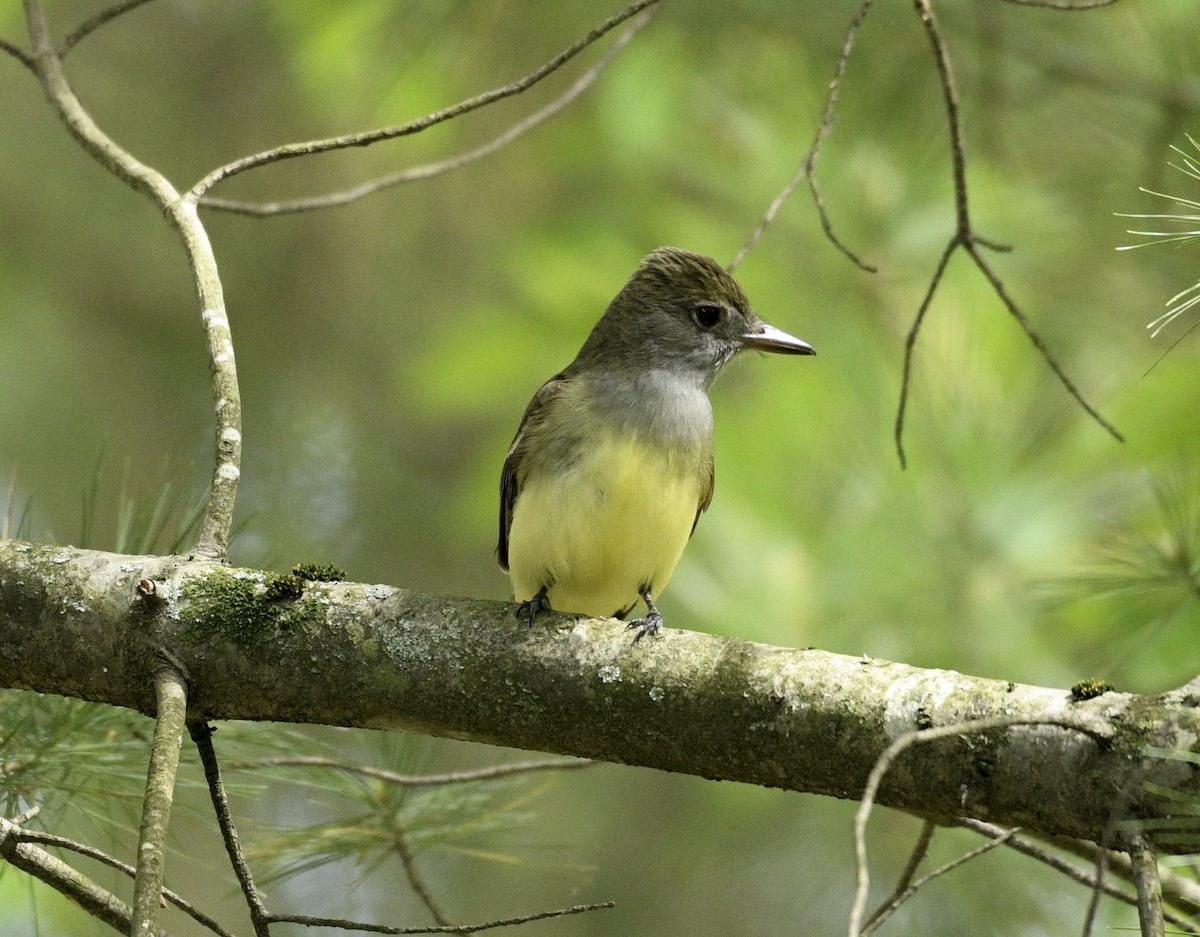 Great Crested Flycatcher - ML635271651