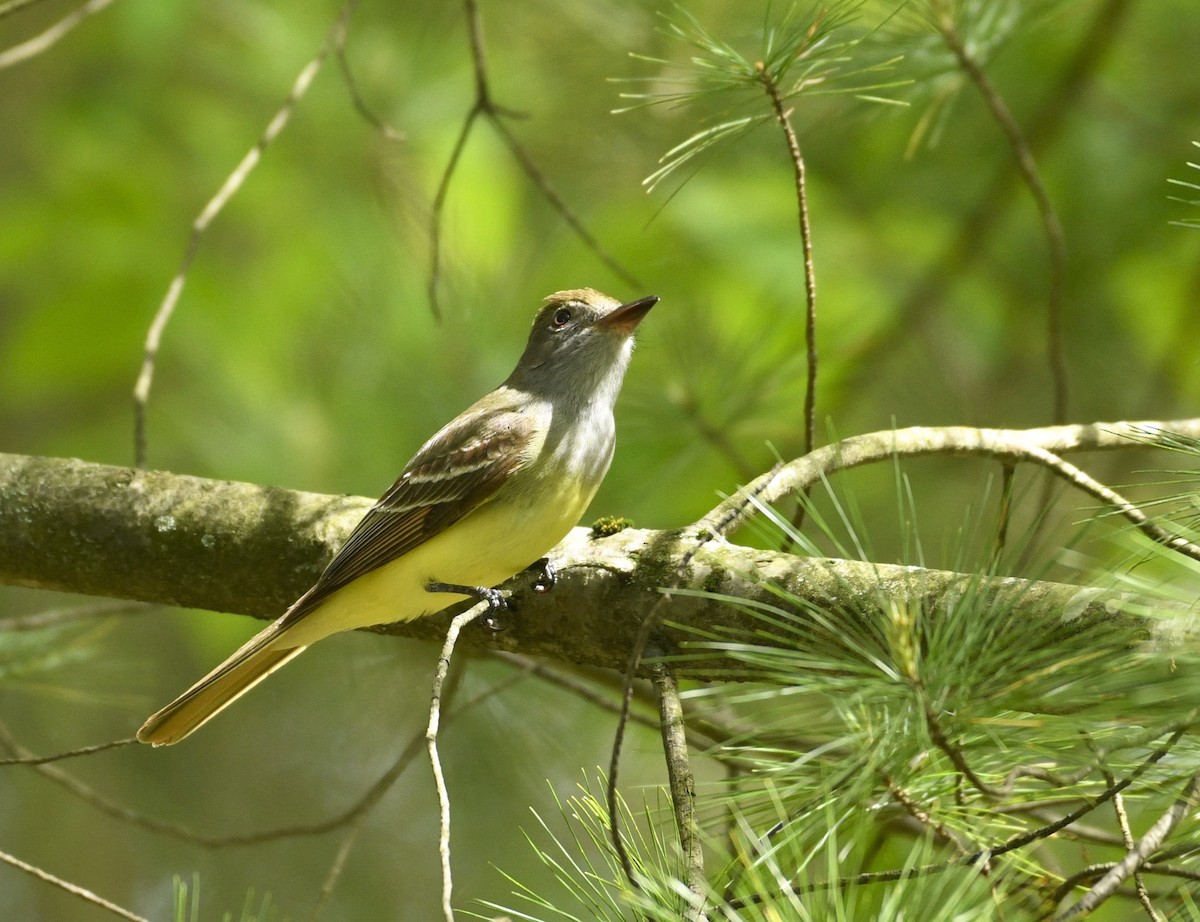 Great Crested Flycatcher - ML635271652