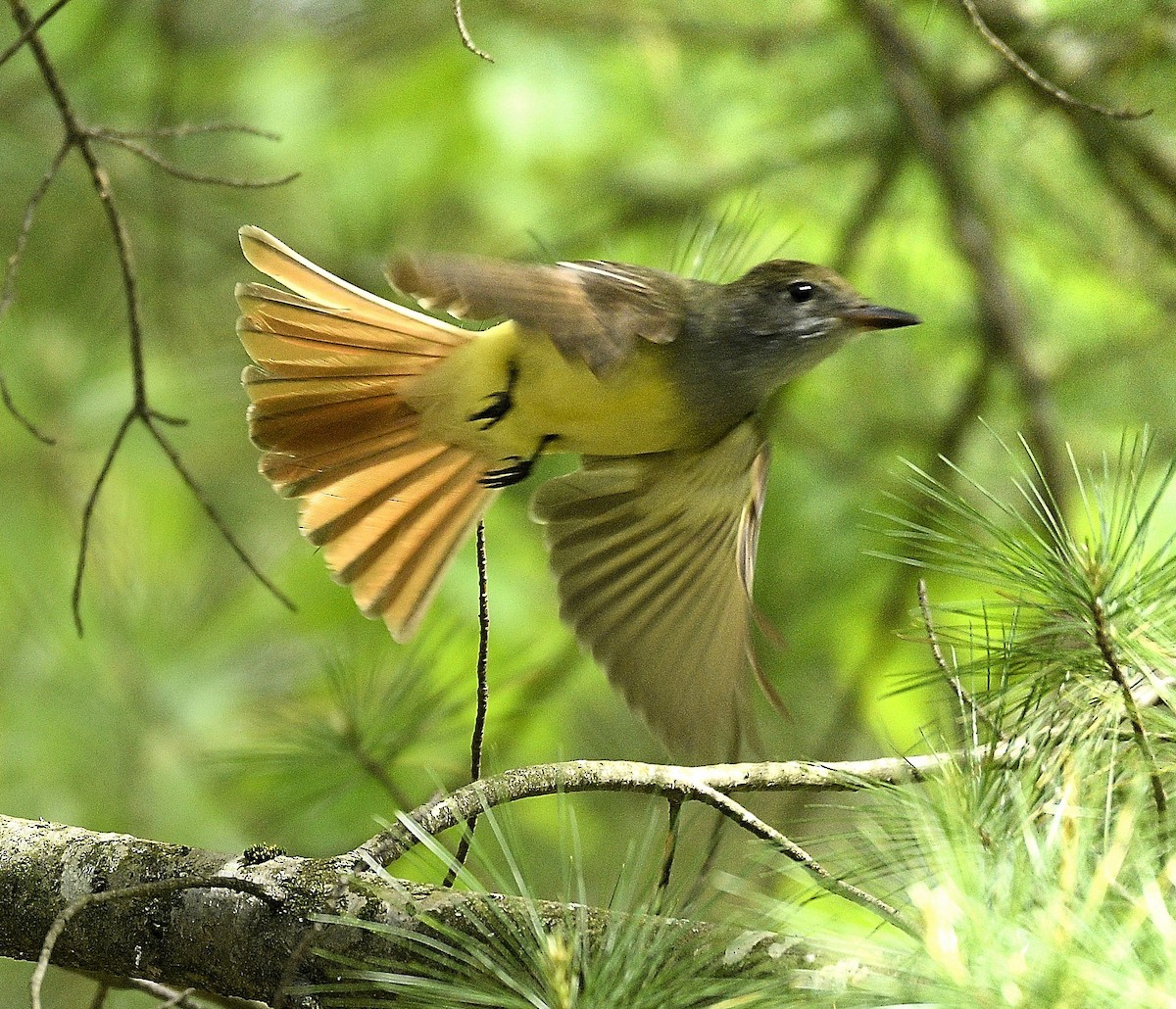 Great Crested Flycatcher - ML635271653