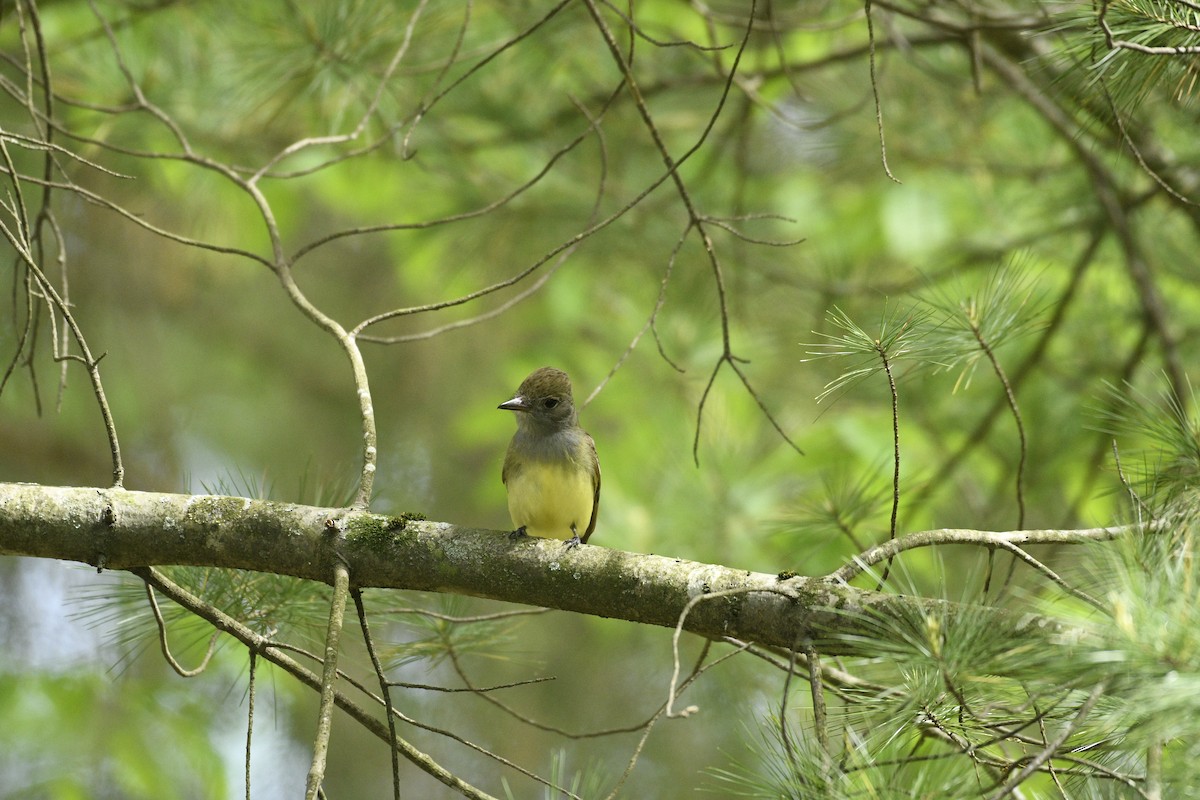 Great Crested Flycatcher - ML635271654