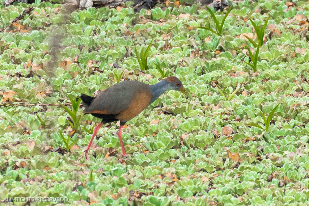 Russet-naped Wood-Rail - ML635271675