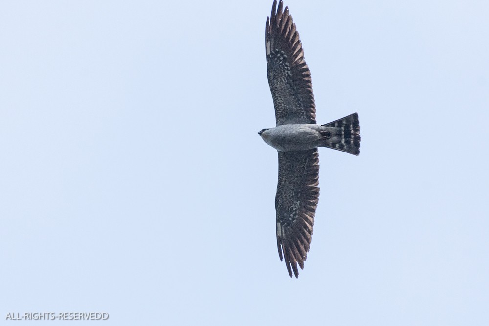 Mississippi Kite - ML635271686