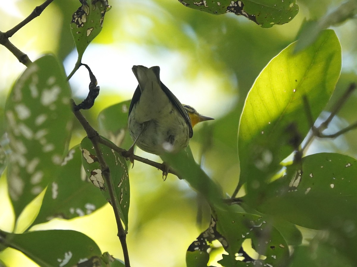 Blackburnian Warbler - ML635271688