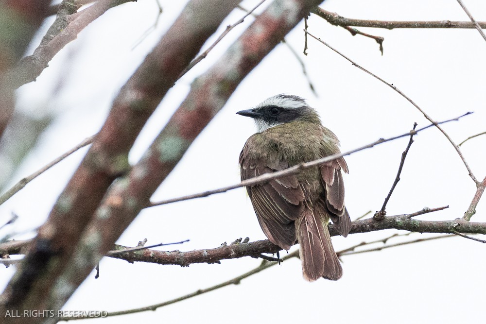 Social Flycatcher - ML635271763