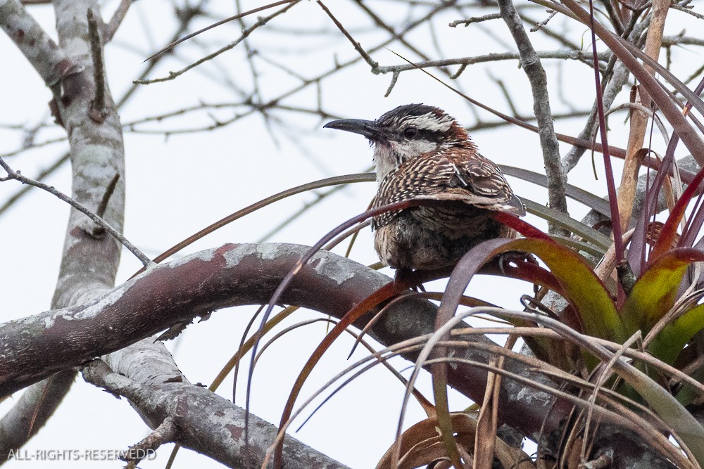 Veracruz Wren - ML635271781