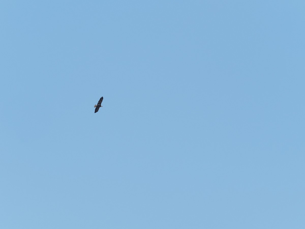 Bald Eagle - ML635271788